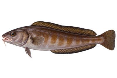Cusk (Brosme brosme) - MarineWise